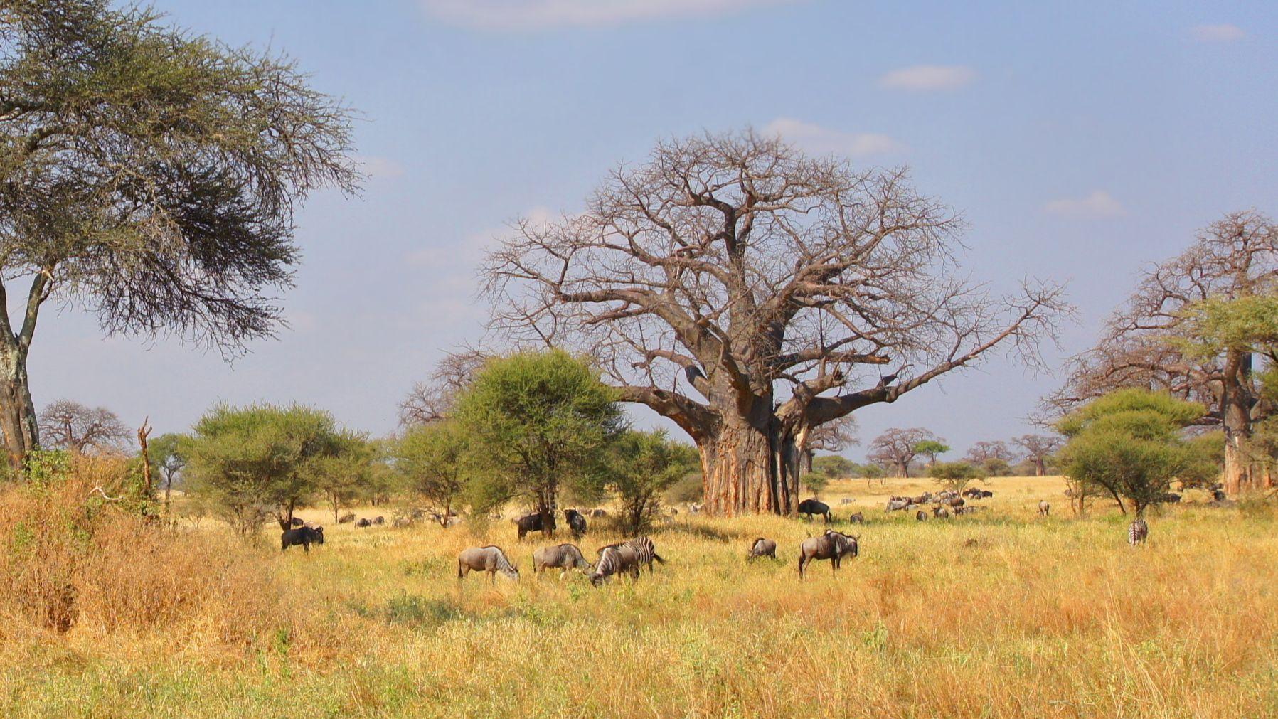 Gita safari di un giorno al Parco Nazionale Nyerere da Zanzibar in aereo – TOUR CONDIVISO