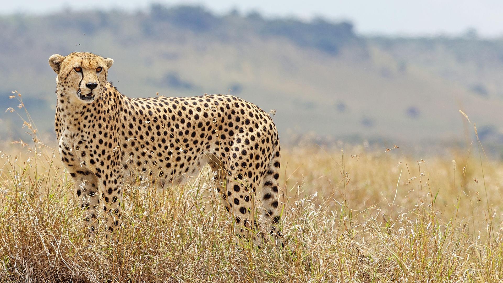 A Taste of Safari – 5 Days / 4 Nights | Tarangire National Park, Ngorongoro Crater, Lake Manyara National Park