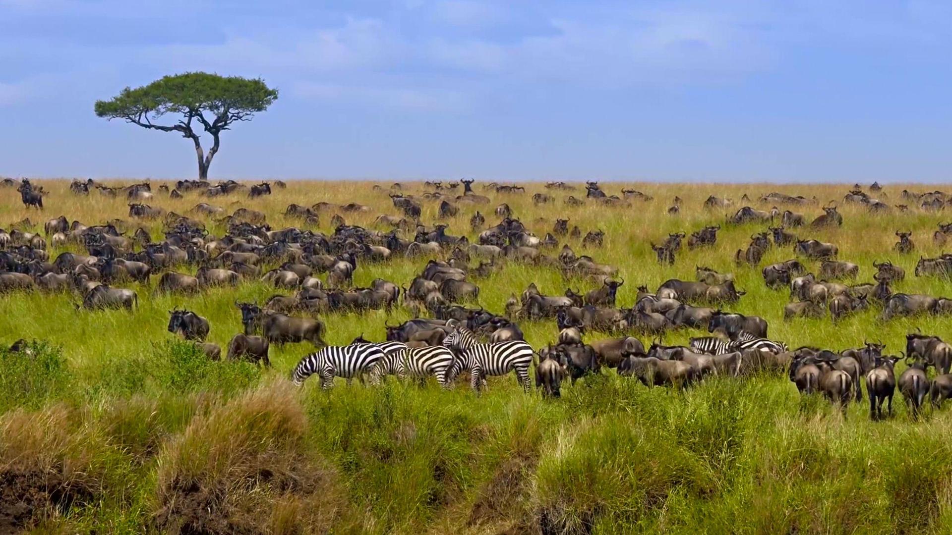 Fuga Safari di Lusso in Kenya: Ol Pejeta, Samburu e l'Esclusiva Esperienza Faunistica Fairmont