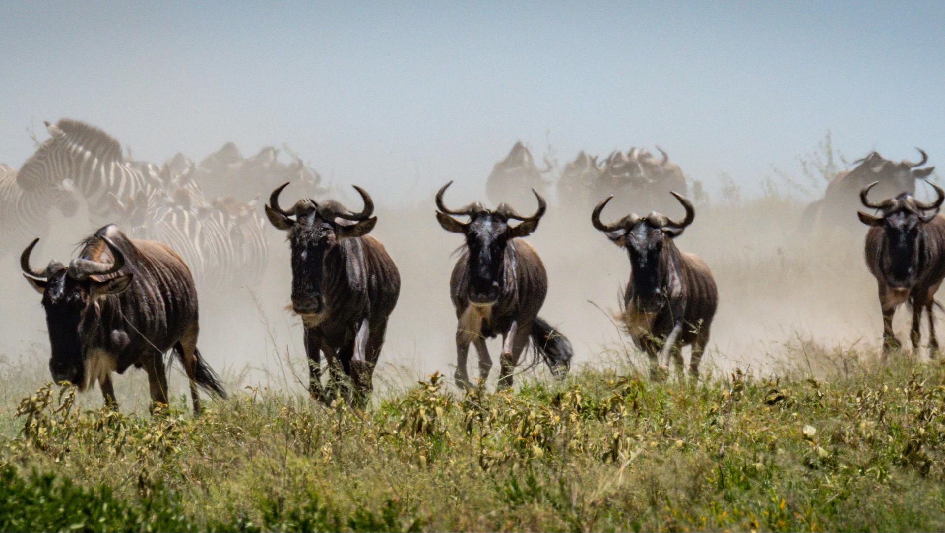 Safari Classico Nord Tanzania – Manyara, Ngorongoro e Serengeti | 5 Giorni / 4 Notti