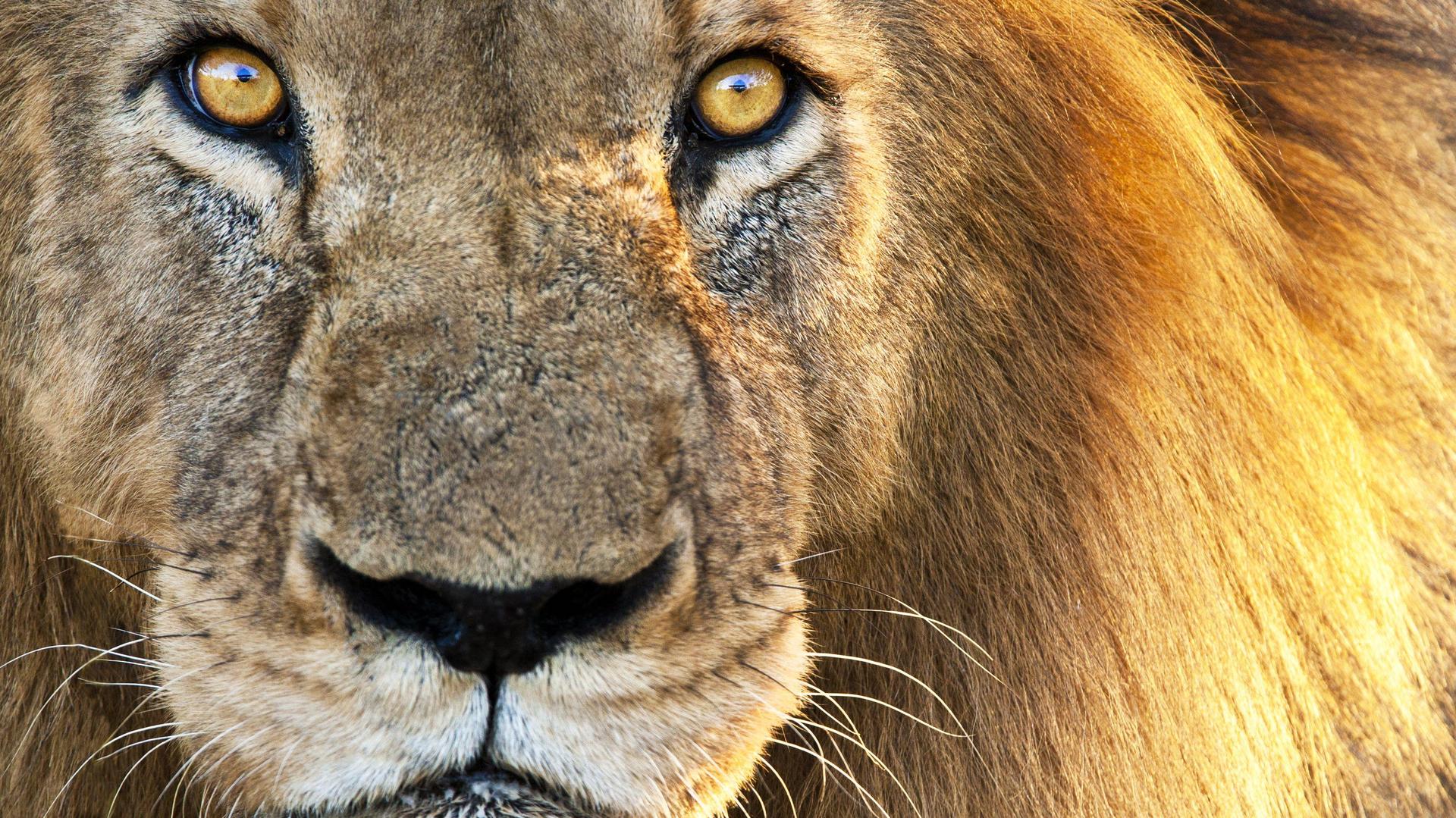 8-Day Sharing Safari – Into the Wild: Okavango Delta & Moremi