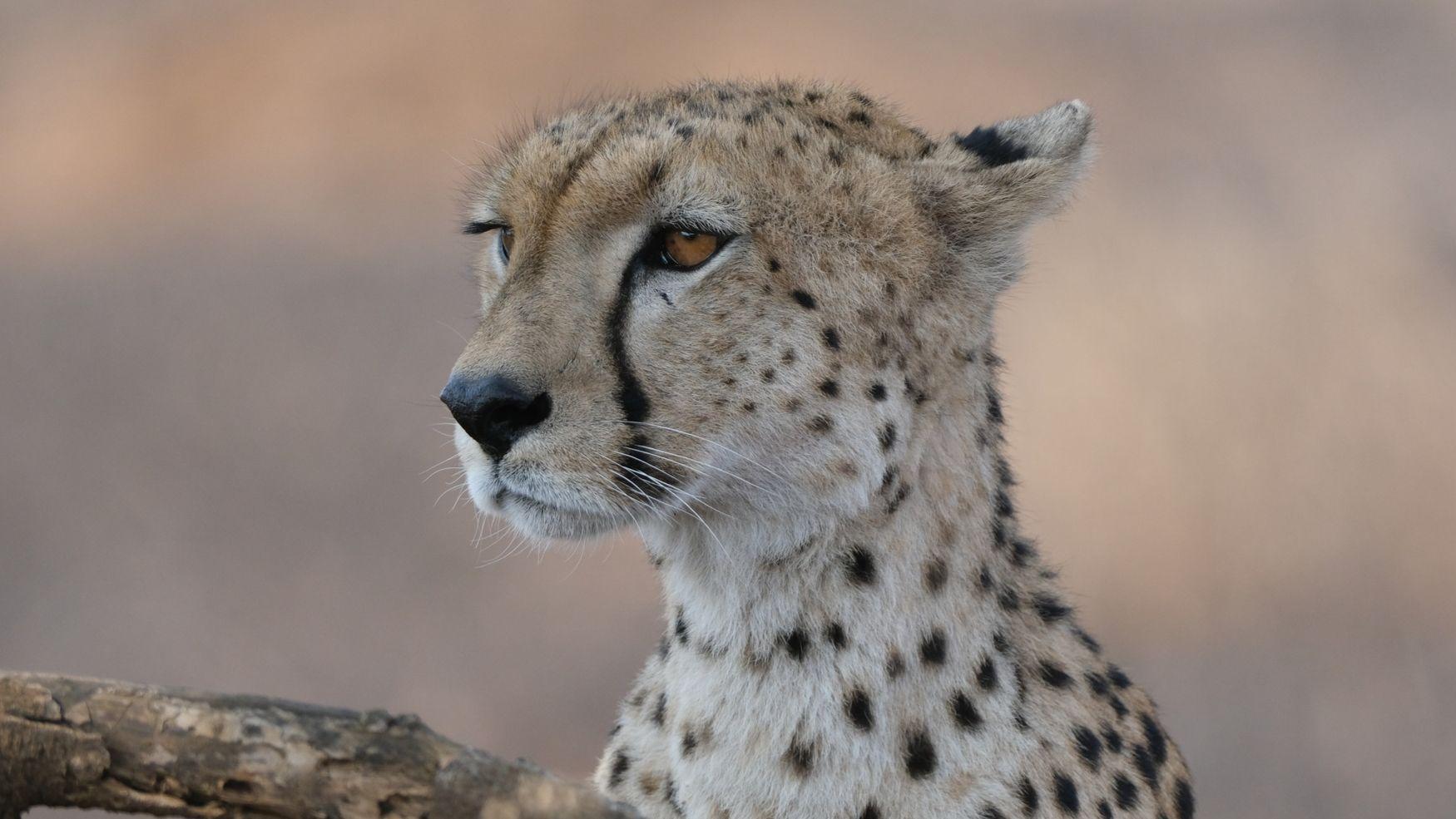 Safari di 3 giorni in Tanzania a Tarangire, al Cratere di Ngorongoro e nel Serengeti.