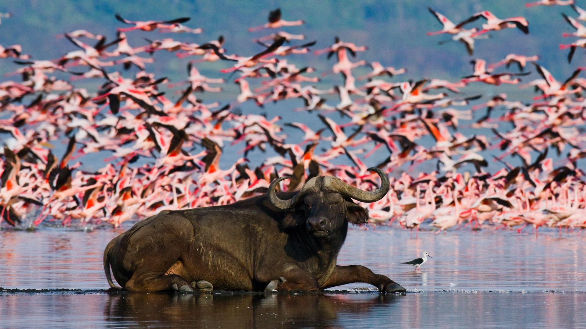 Luxury Safari in Kenya: Maasai Mara, Lago Nakuru e Relax Esclusivo a Watamu