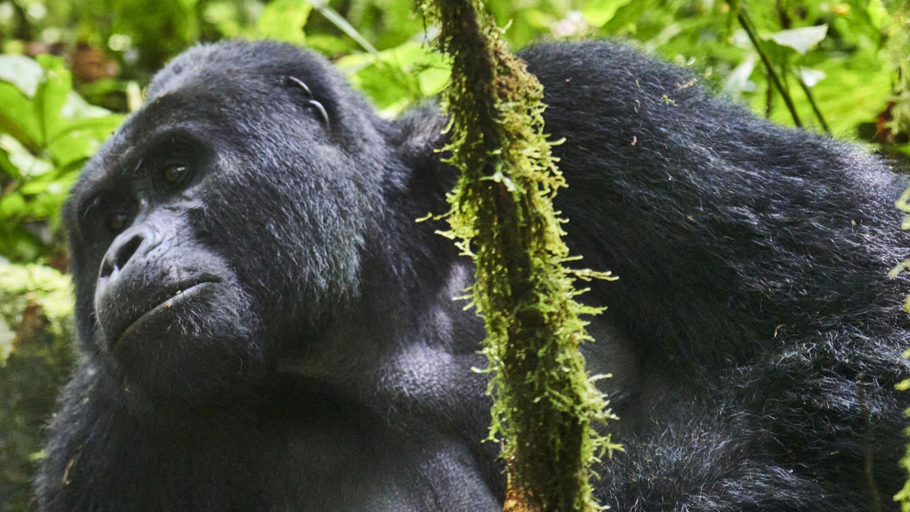 Bwindi Gorilla Experience: viaggio esclusivo nel cuore selvaggio dell’Uganda