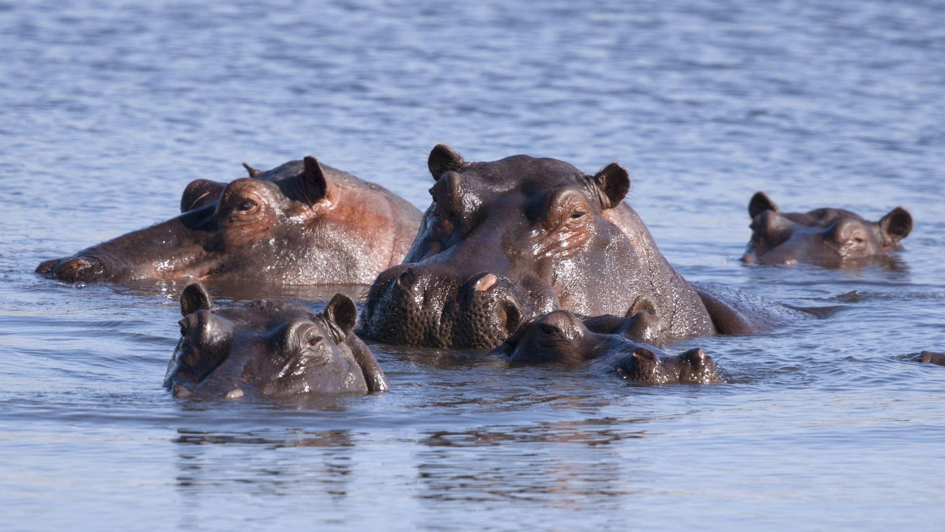 2 NOTTI: SAFARI IN BARCA, CENA NELLA SAVANA & SAFARI NOTTURNO & 1 SAFARI DI UN’INTERA GIORNATA