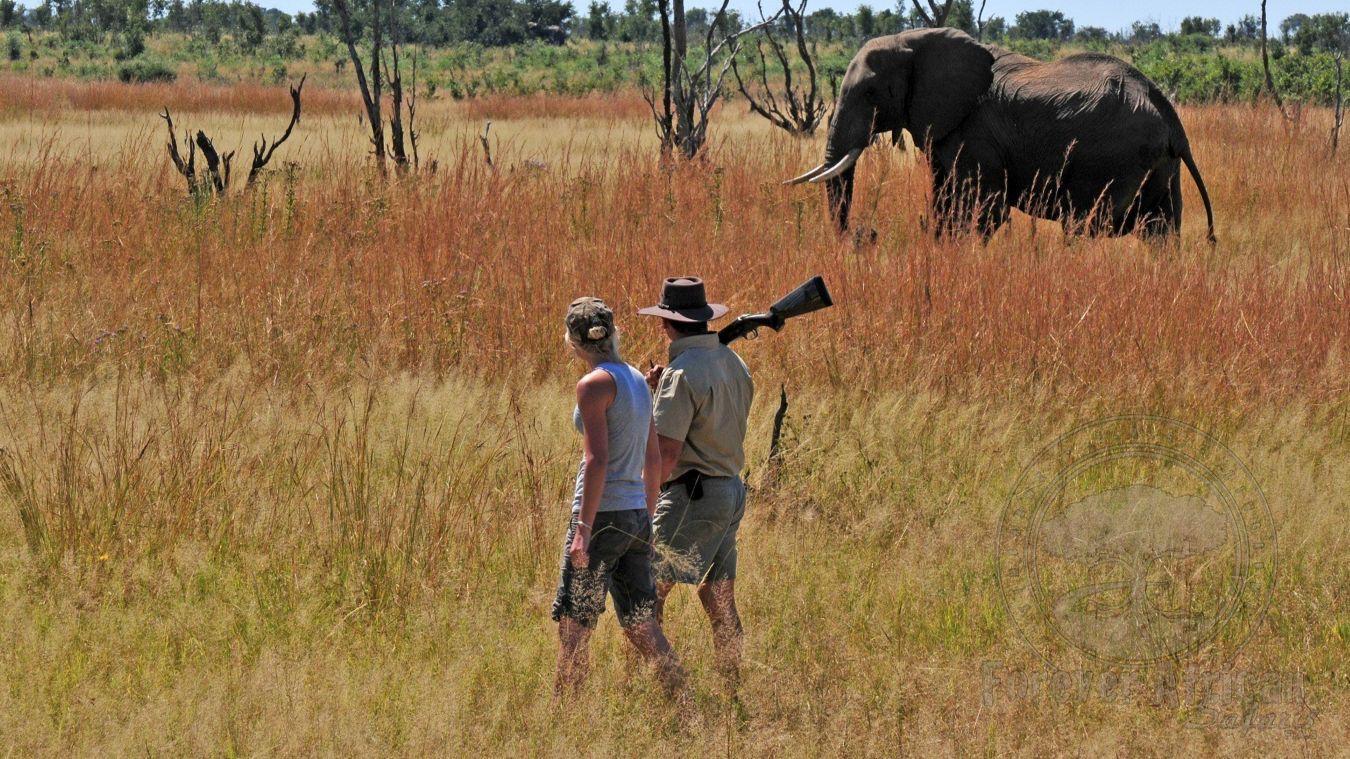 Iganyana Tented Camp - 4 Day Hwange Explorer