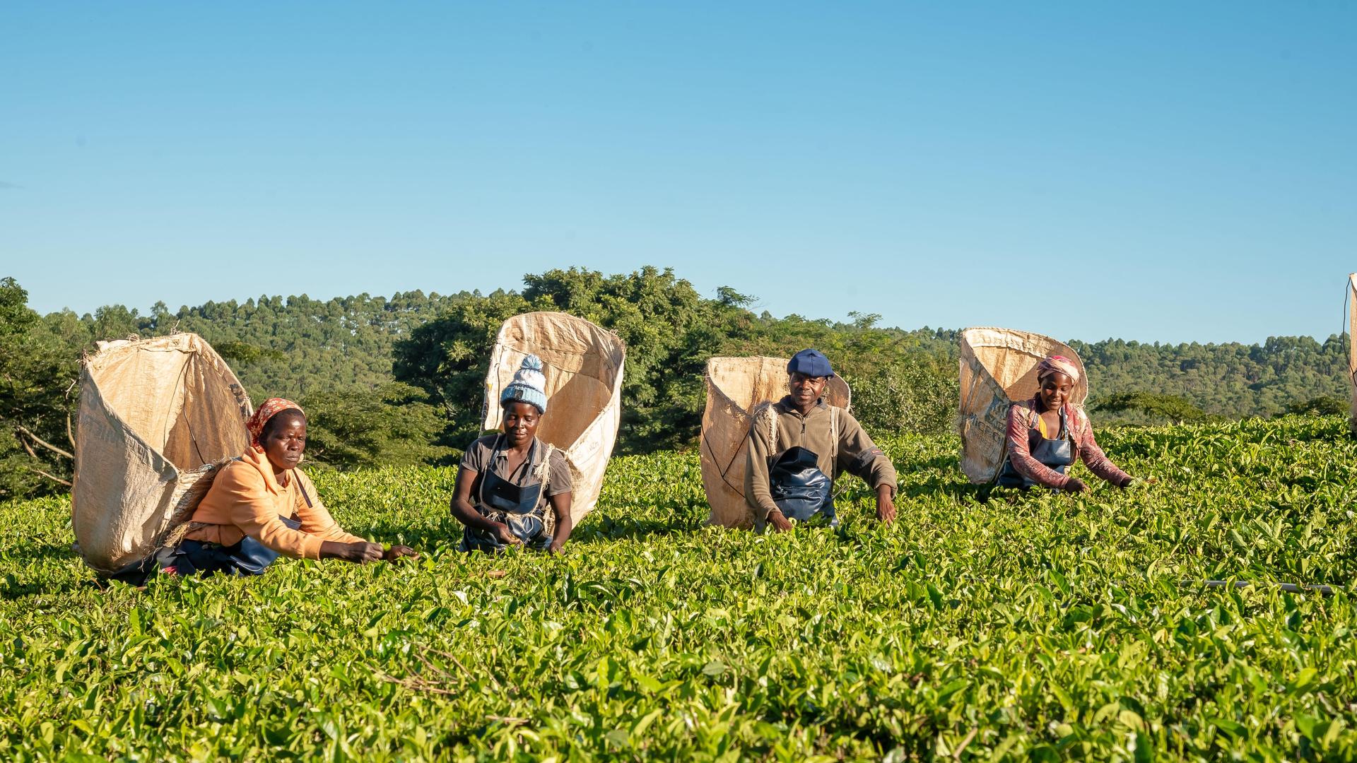 Malawi Luxury Tea Escape – Discover the Timeless Heritage of Satemwa Tea Estate
