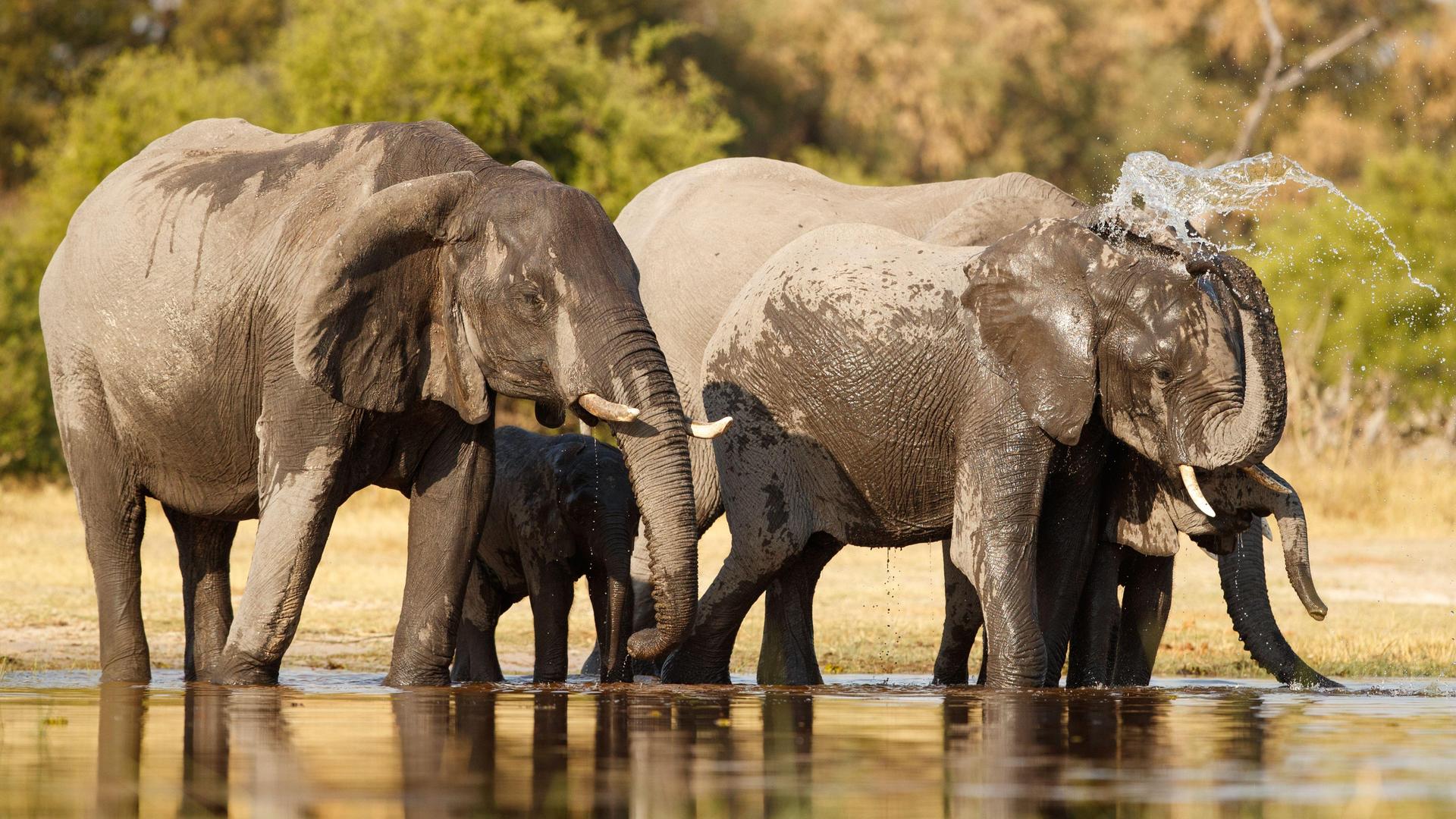 Safari 2 Giorni – Delta dell’Okavango & Riserva di Moremi