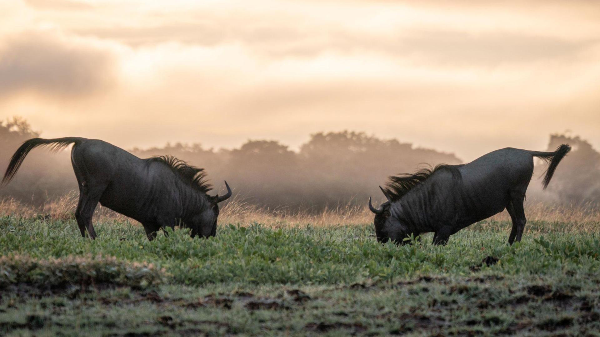 Malawi Grand Wildlife Safari: A 7-Day Luxury Journey Through Africa's Untamed Wilderness