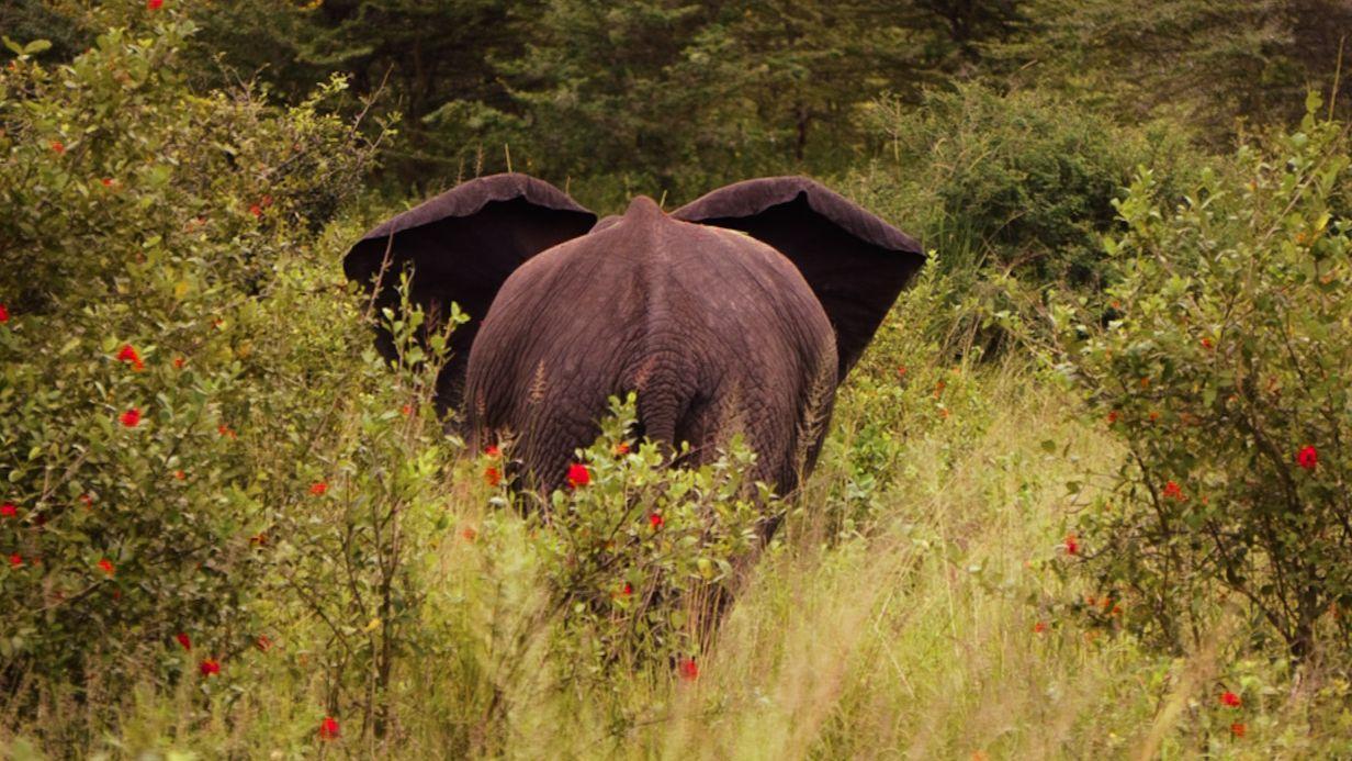 2 Nights Shared Safari in Nyerere National Park - 1 Full-Day Game Drive
