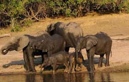 botswanas-chobe-national-park-home-to-africas-largest-elephant-population