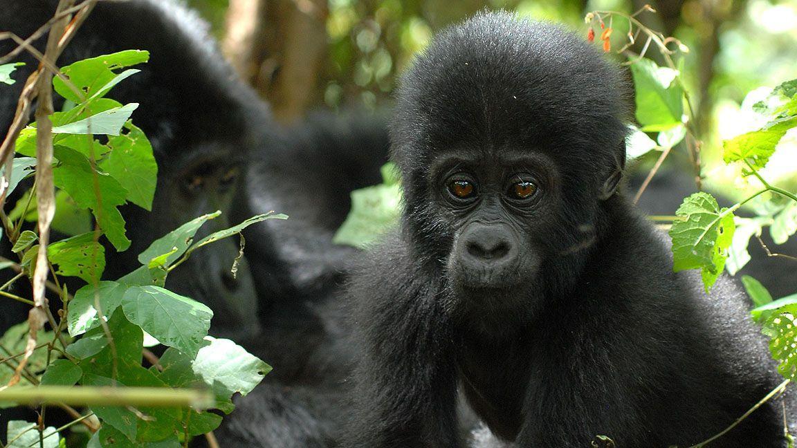 Uganda