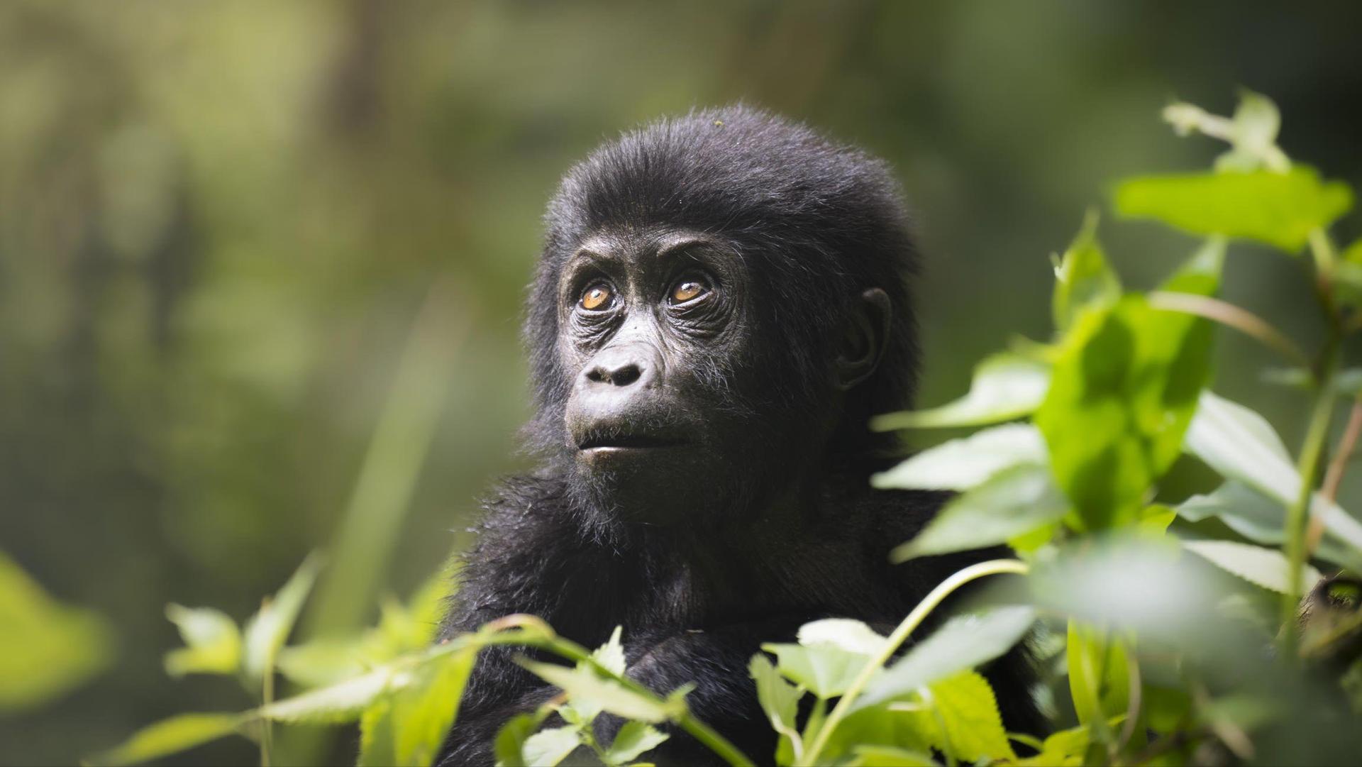 5 DAY - GORILLA ADVENTURE SAFARI (ROAD OPTION)
