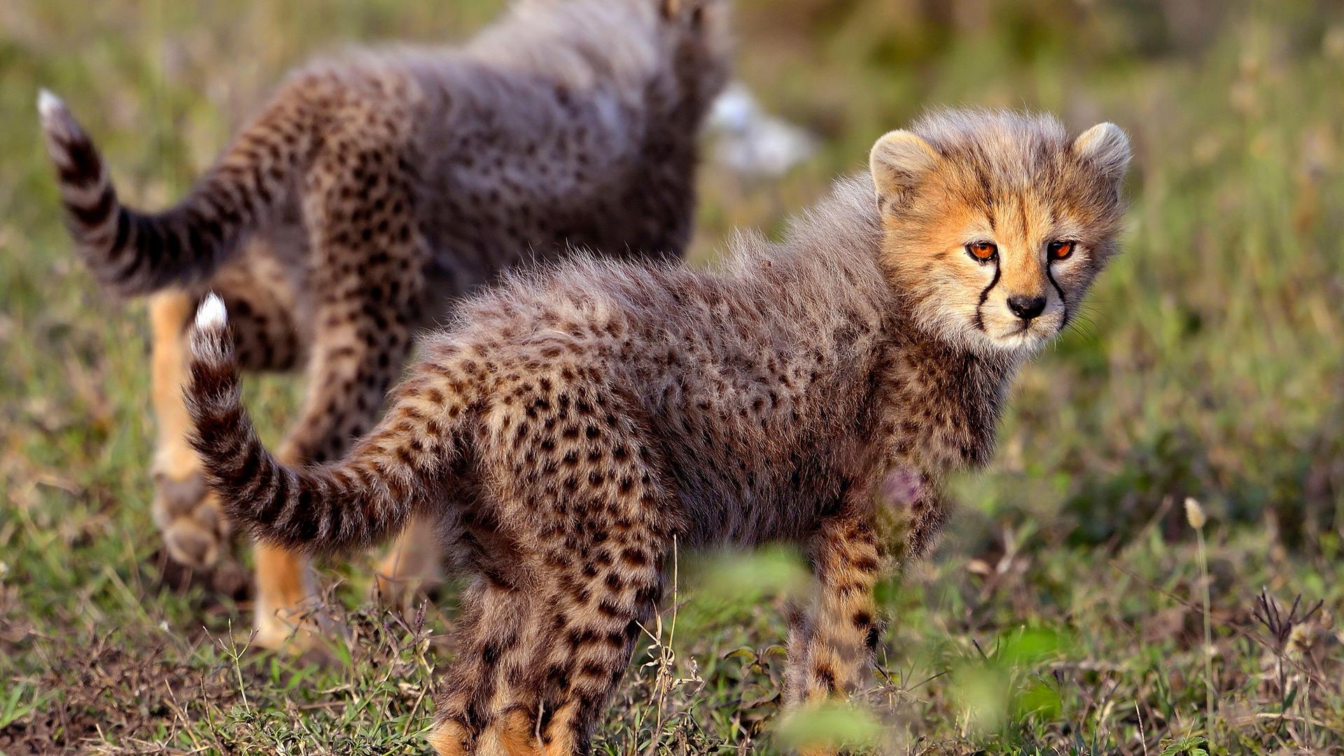 Heart of Tanzania – 10 Days Safari Adventure