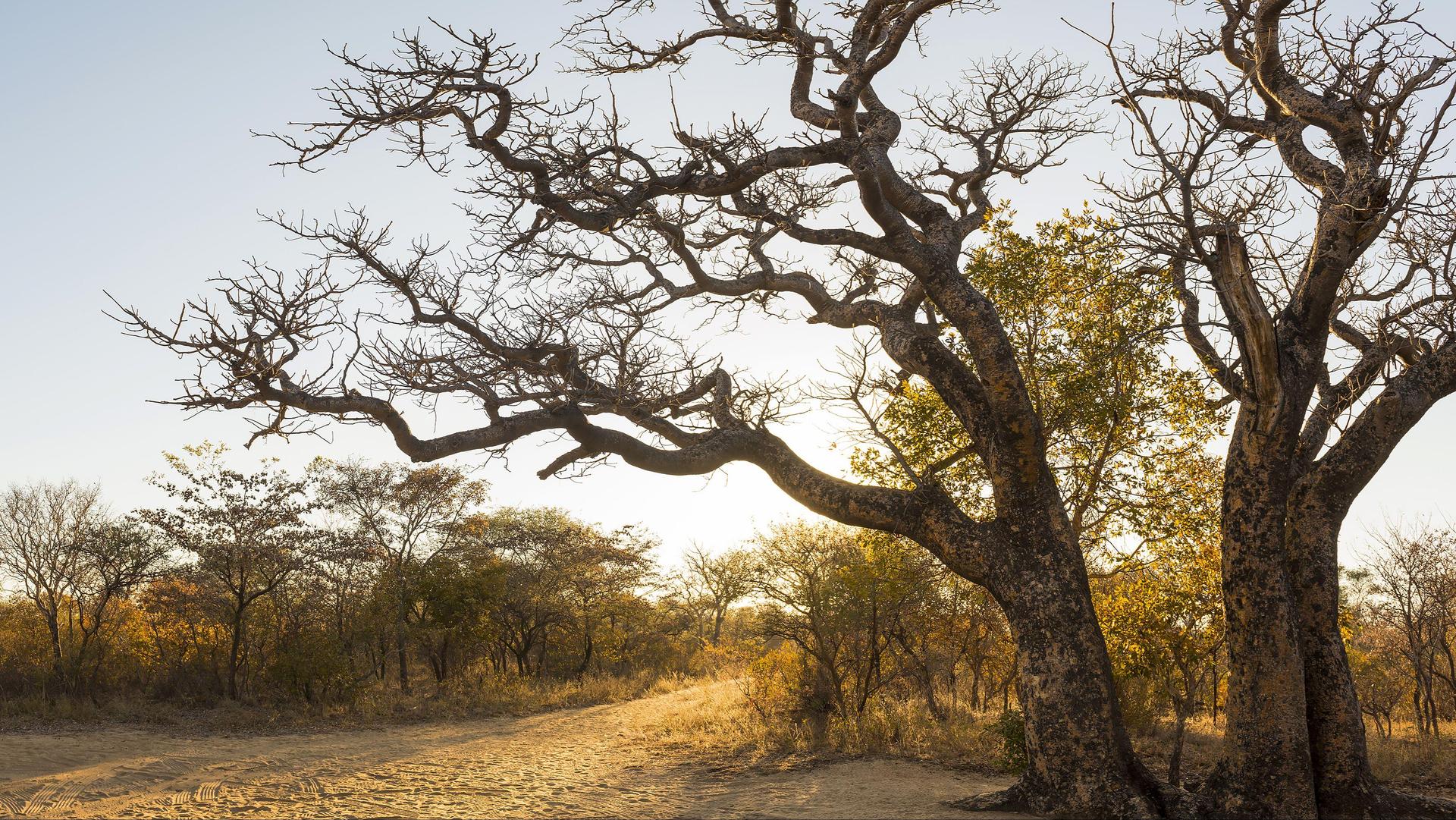 3 NOTTI: SAFARI IN BARCA, CENA NELLA SAVANA & SAFARI NOTTURNO & 2 SAFARI DI UN’INTERA GIORNATA e un SAFARI A PIEDI