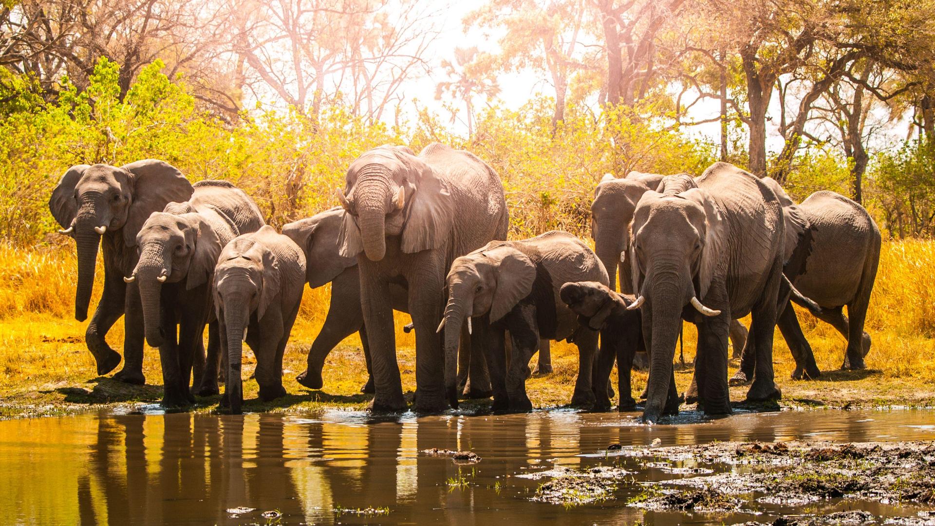 Full-Day Moremi Game Drive Safari - Group Safari