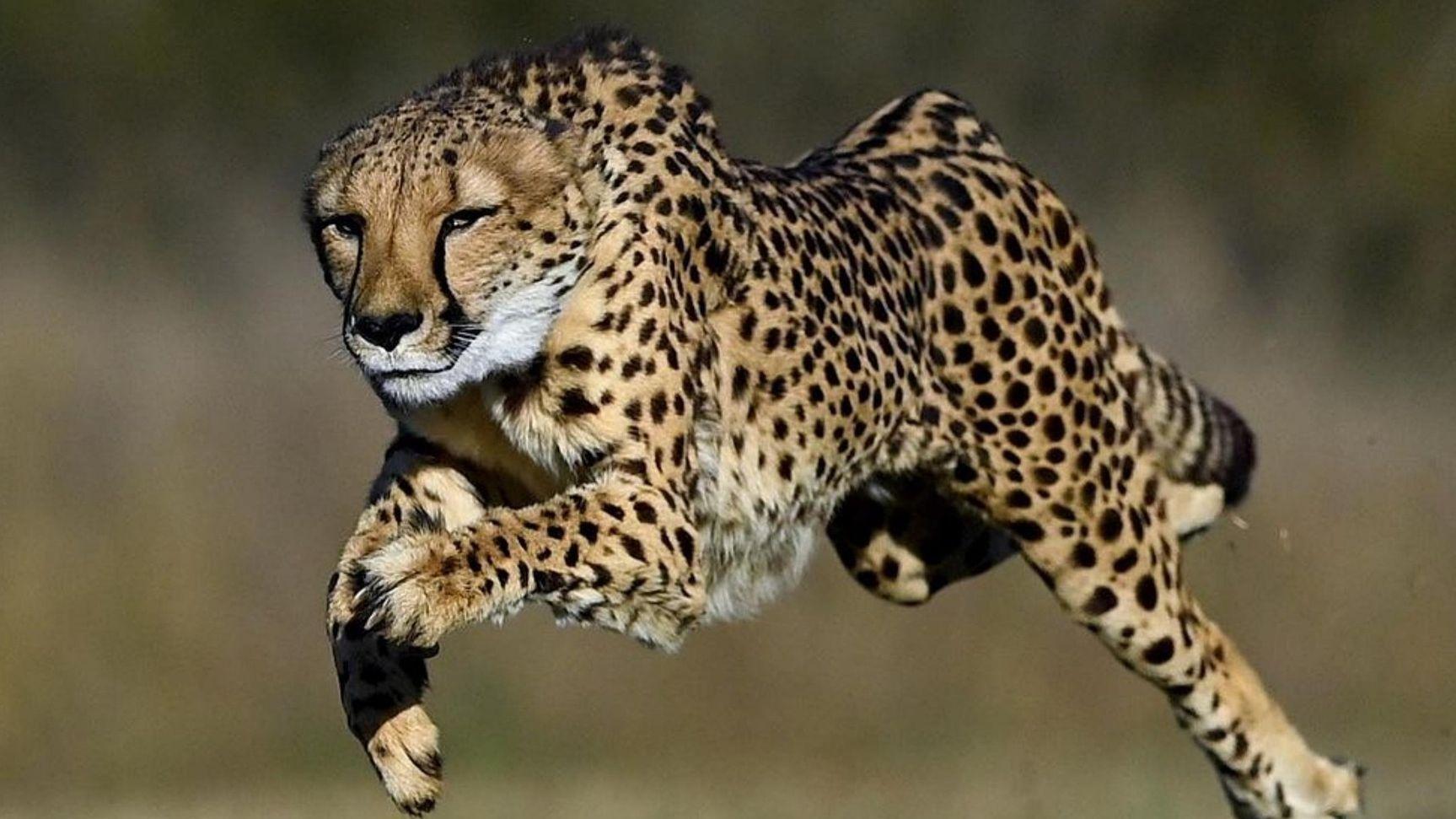 Safari di 4 giorni tra Tarangire, Cratere di Ngorongoro e Serengeti