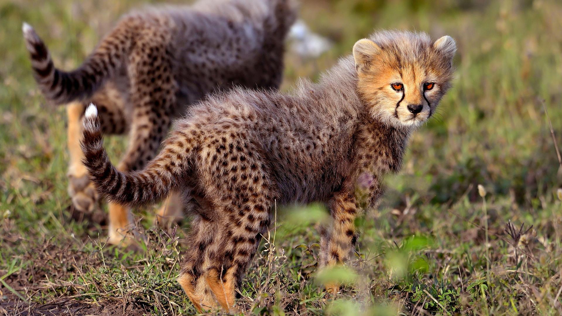 Safari Fly-In di 3 Giorni e 2 Notti al Selous Wilderness Camp