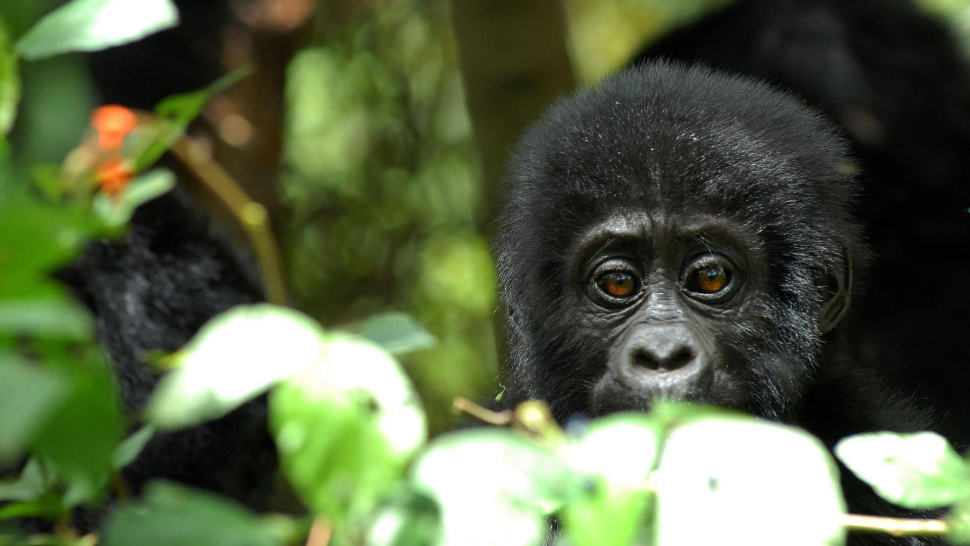 5-Day Gorilla Adventure Safari in Uganda (Flying Option)