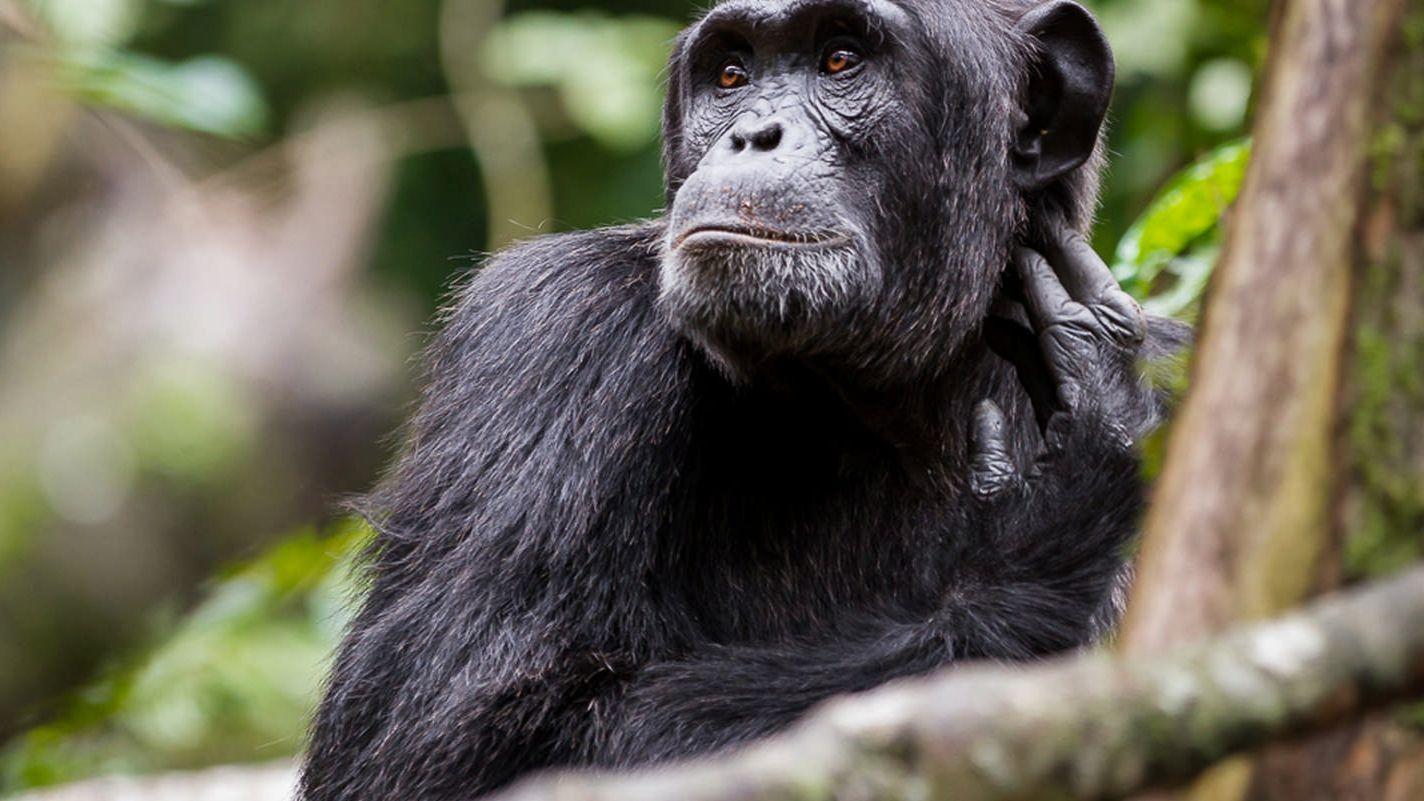 8-Day Primates Safari: Gorillas & Walking Safari