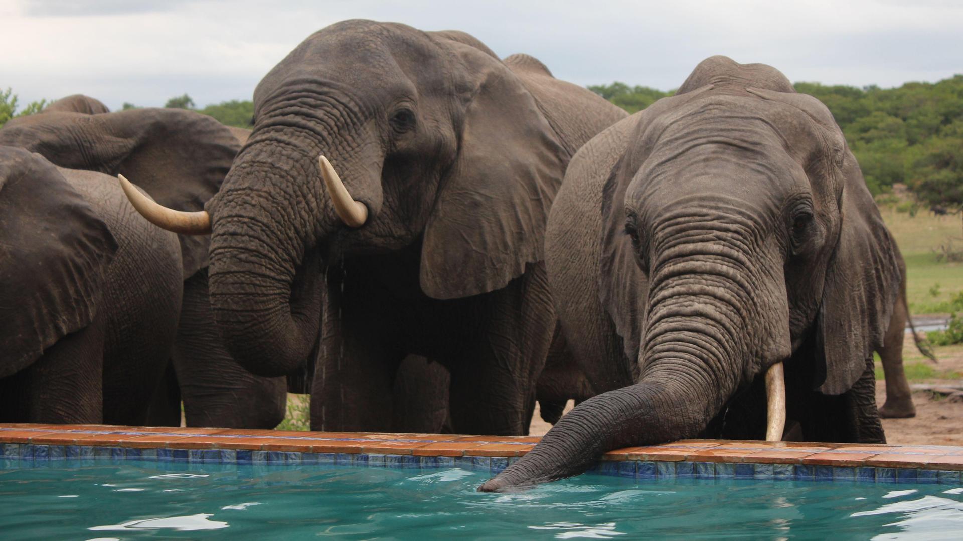 Iganyana Tented Camp - 3 Day Hwange Safari Escape