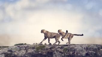Safari condiviso di 10 giorni – Tour overland attraverso il Botswana e Cascate Vittoria