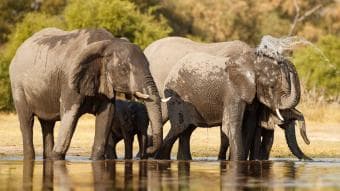 Safari 2 Giorni – Delta dell’Okavango & Riserva di Moremi