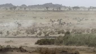 2 Giorni, 1 Notte: Safari con Game Drive di un'intera giornata al Parco Nazionale di Nyerere da Zanzibar