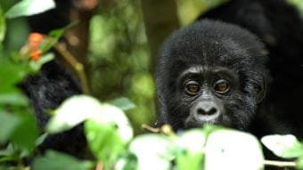 Safari avventura di 5 giorni ai gorilla in Uganda (opzione con volo)