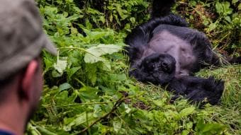 Safari di 7 Giorni in Uganda: Scimpanzé, Gorilla e Incontri con la Fauna