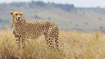 Un assaggio di safari – 5 giorni / 4 notti | Parco Nazionale del Tarangire, Cratere di Ngorongoro, Parco Nazionale del Lago Manyara