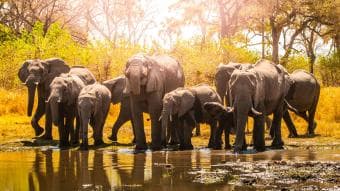 Safari di un’intera giornata a Moremi – safari di gruppo