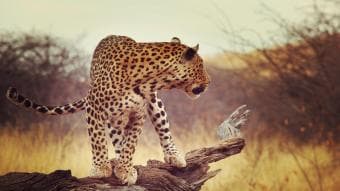 **Safari privato di una giornata intera nella Riserva di Moremi**