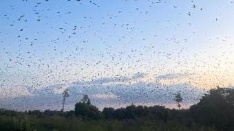 Safari alla migrazione dei pipistrelli nel Parco Nazionale di Kasanka: ammira la più grande migrazione di mammiferi al mondo, 4 giorni 3 notti