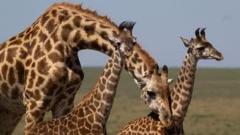 Avventura nella fauna selvatica del Kenya