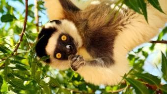 Fuga Tropicale – Natura e Serenità in Madagascar