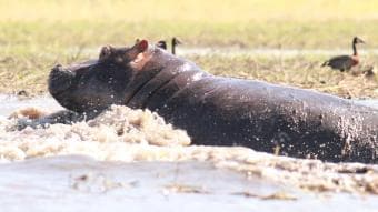 Pacchetto Safari di 12 notti in Zambia – il meglio del Lower Zambezi, Livingstone e Parco Nazionale di Kafue.